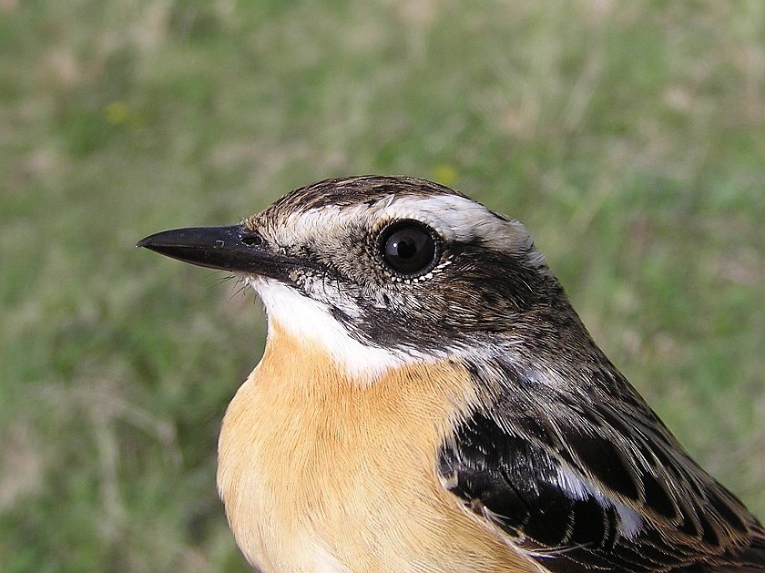 Whinchat, Sundre 20050502